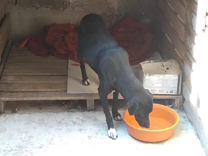 Cachorro raça SRD idade 3 anos nome Athenas