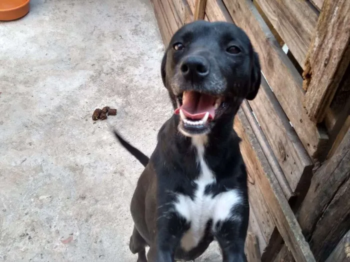 Cachorro raça SRD idade 3 anos nome Athenas