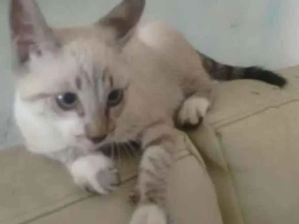 Gato raça  idade 2 a 6 meses nome Sasuke