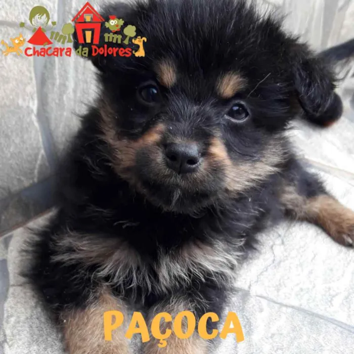 Cachorro ra a SRD  idade 2 a 6 meses nome PAÇOCA 