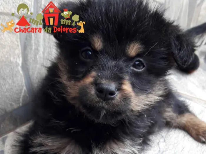 Cachorro ra a SRD  idade 2 a 6 meses nome PAÇOCA 
