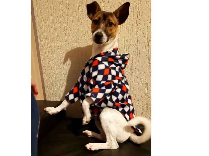 Cachorro ra a Sem raça definida idade 1 ano nome Blessed