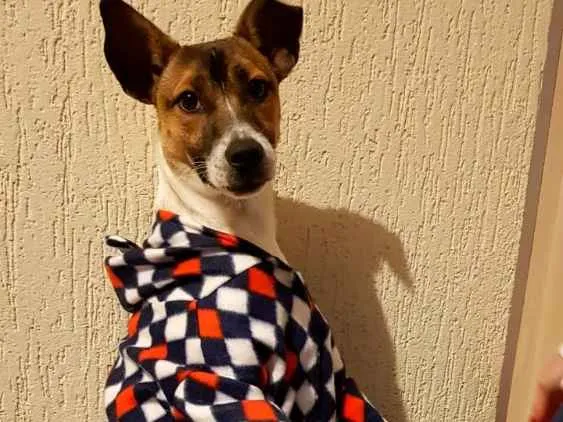 Cachorro ra a Sem raça definida idade 1 ano nome Blessed