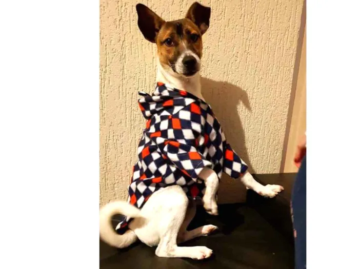 Cachorro ra a Sem raça definida idade 1 ano nome Blessed