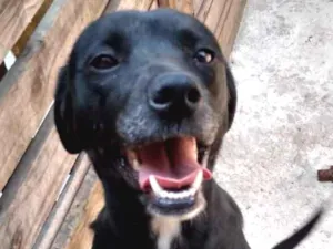Cachorro raça SRD idade 3 anos nome Athenas