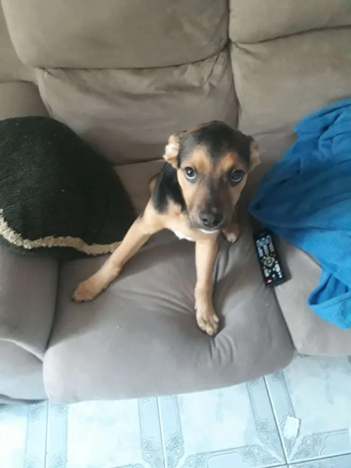 Cachorro ra a Vira lata idade 2 a 6 meses nome Luck
