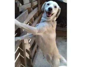 Cachorro raça SRD idade 3 anos nome Flyka 