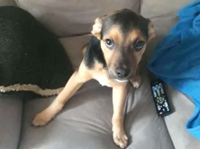 Cachorro ra a Vira lata idade 2 a 6 meses nome Luck