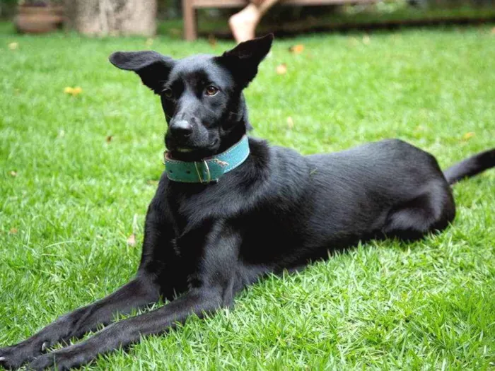 Cachorro ra a SRD idade 2 anos nome Filó