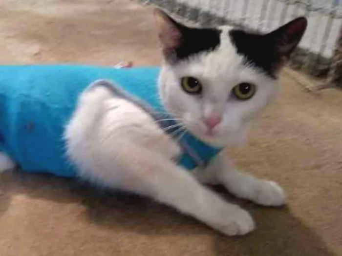 Gato ra a srd idade 1 ano nome à escolher