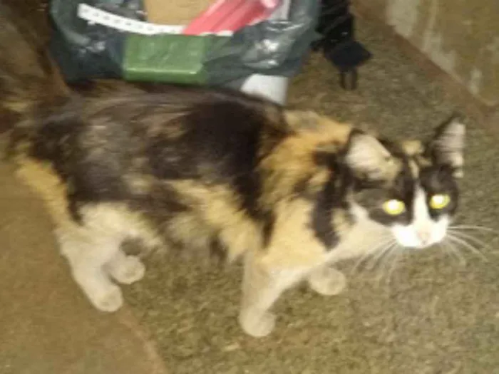Gato ra a comum idade 2 a 6 meses nome não tem