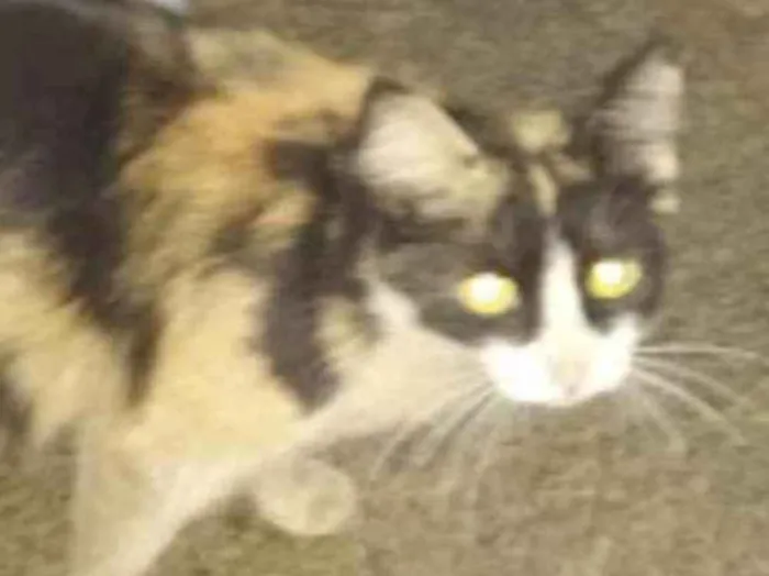 Gato ra a comum idade 2 a 6 meses nome não tem
