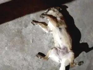 Cachorro raça  idade 4 anos nome Cristal