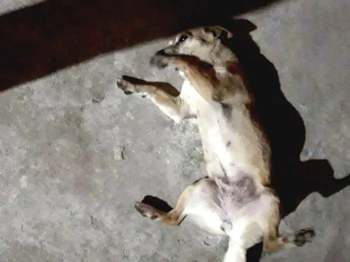 Cachorro ra a  idade 4 anos nome Cristal