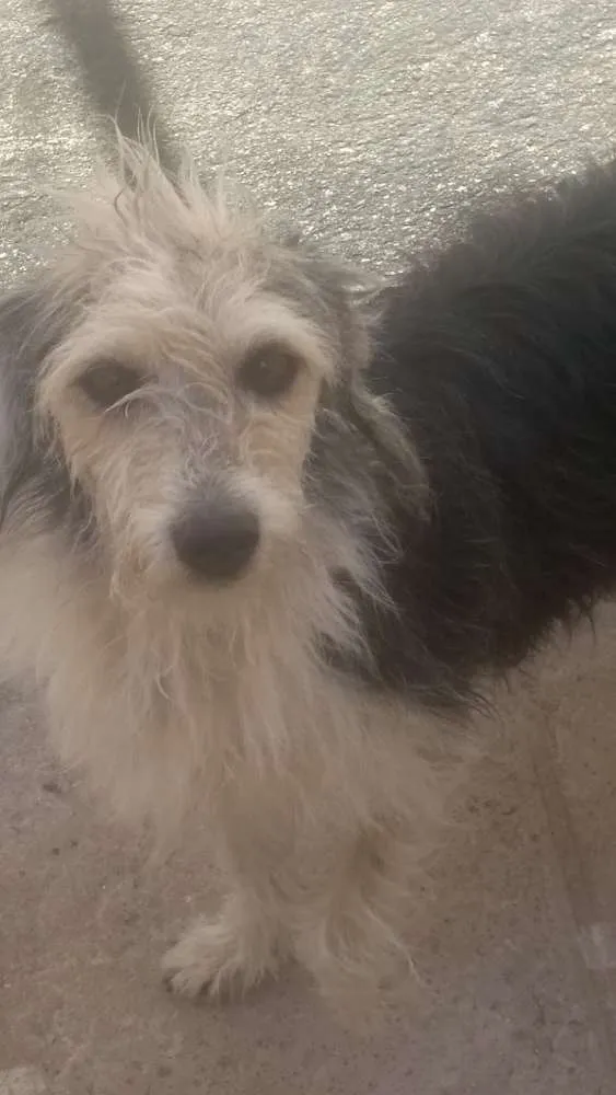 Cachorro ra a Vira lata idade 3 anos nome Rhana
