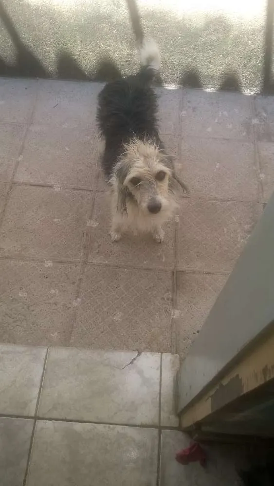 Cachorro ra a Vira lata idade 3 anos nome Rhana