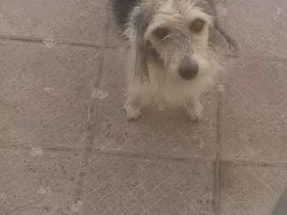 Cachorro ra a Vira lata idade 3 anos nome Rhana