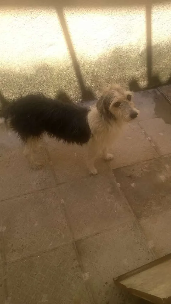 Cachorro ra a Vira lata idade 3 anos nome Rhana