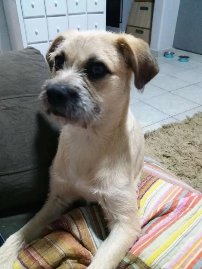 Cachorro ra a Rnd idade 7 a 11 meses nome Kurt