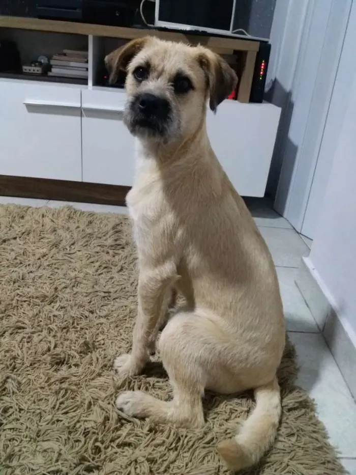 Cachorro ra a Rnd idade 7 a 11 meses nome Kurt