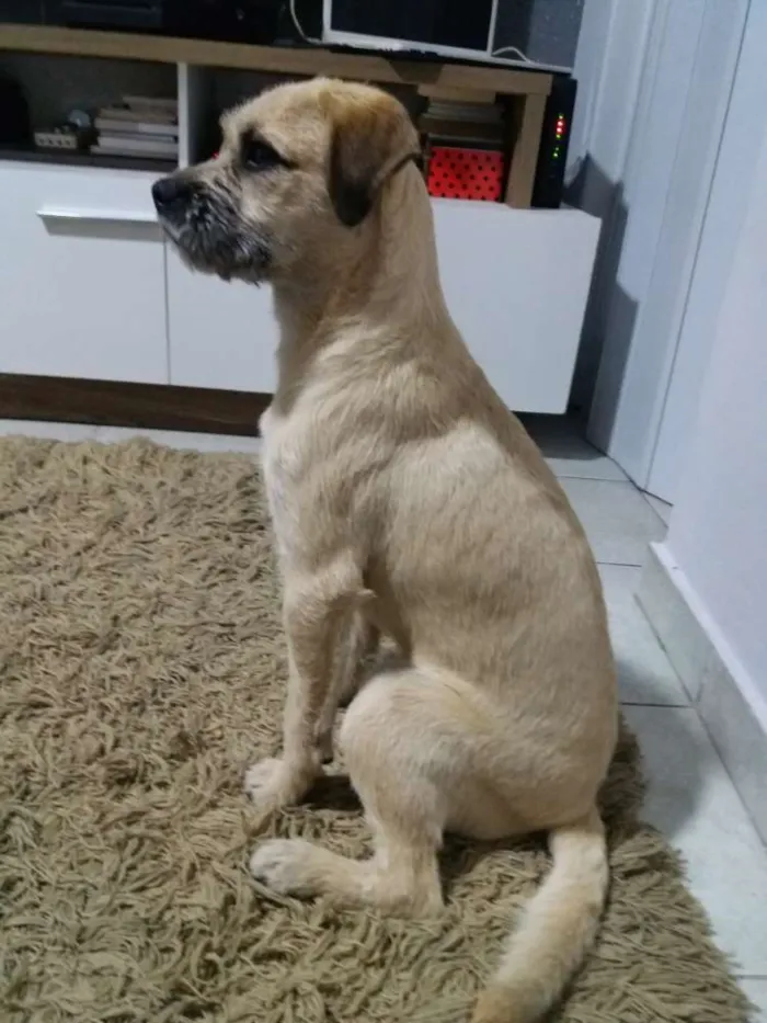 Cachorro ra a Rnd idade 7 a 11 meses nome Kurt