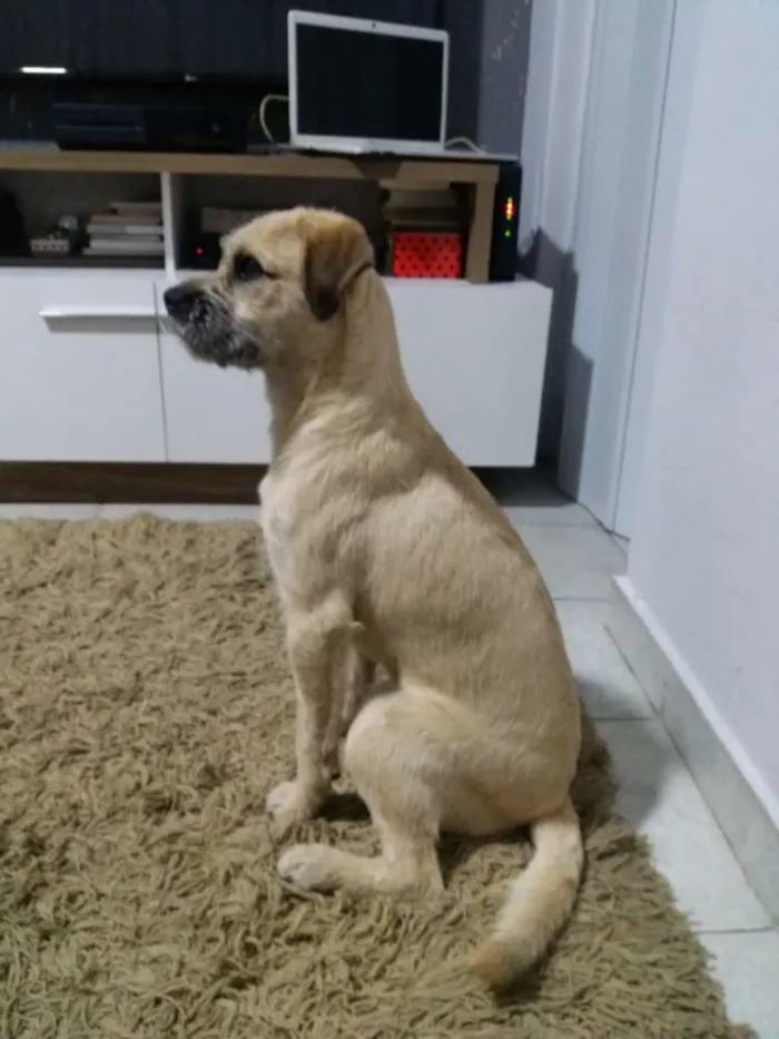 Cachorro ra a Rnd idade 7 a 11 meses nome Kurt