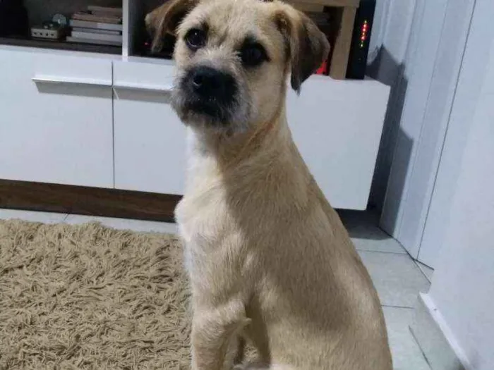 Cachorro ra a Rnd idade 7 a 11 meses nome Kurt