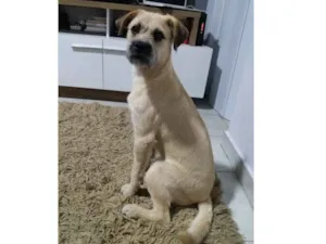 Cachorro raça Rnd idade 7 a 11 meses nome Kurt