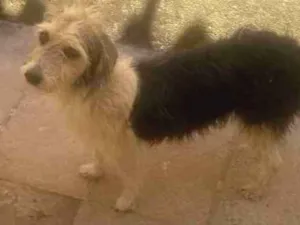 Cachorro raça Vira lata idade 3 anos nome Rhana