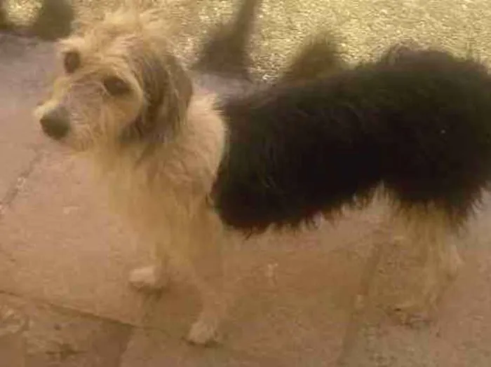 Cachorro ra a Vira lata idade 3 anos nome Rhana