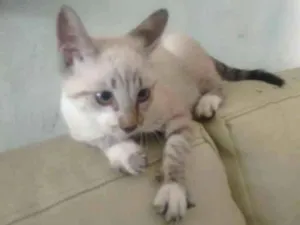 Gato raça  idade 2 a 6 meses nome Sasuke