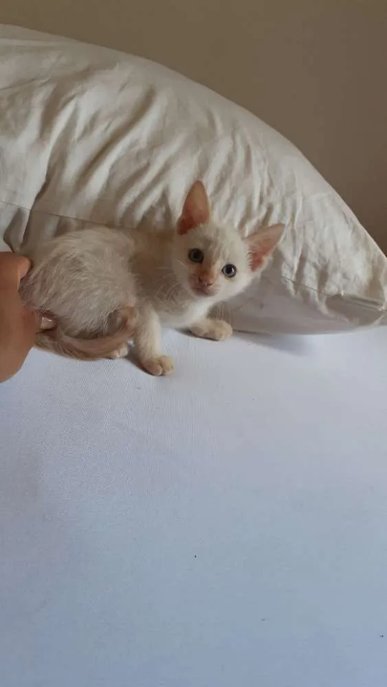 Gato raça SRD idade Abaixo de 2 meses nome Minion