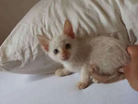 Gato raça SRD idade Abaixo de 2 meses nome Minion