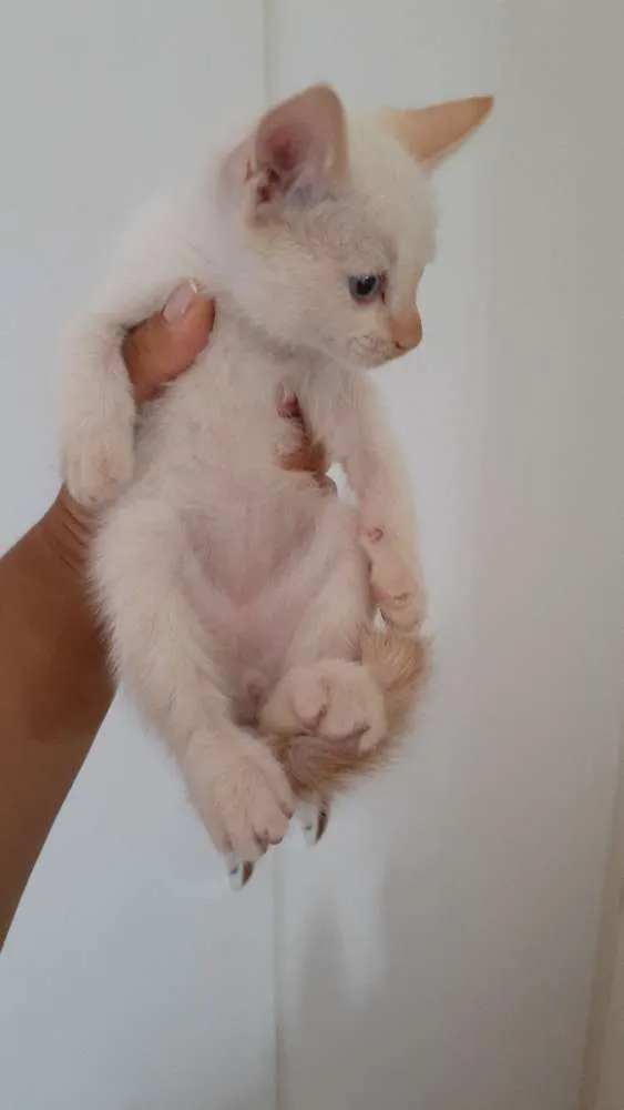 Gato raça SRD idade Abaixo de 2 meses nome Minion