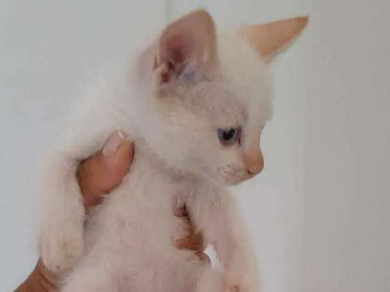 Gato raça SRD idade Abaixo de 2 meses nome Minion