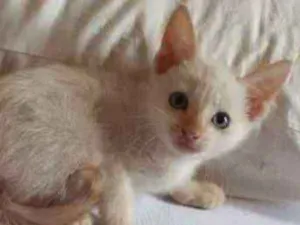 Gato raça SRD idade Abaixo de 2 meses nome Minion
