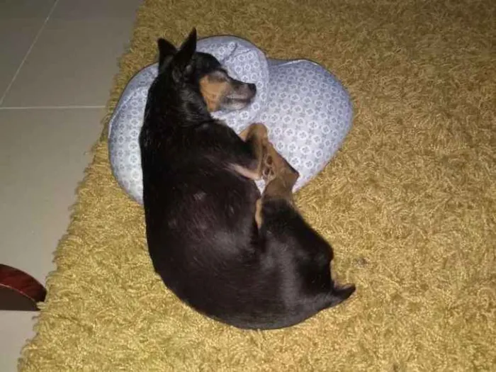 Cachorro ra a Pintcher idade 6 ou mais anos nome Safira