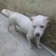 Branquinha