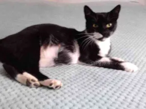 Gato raça SRD idade Abaixo de 2 meses nome 5  gatinhos
