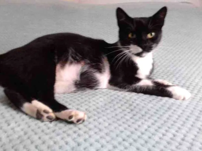 Gato ra a SRD idade Abaixo de 2 meses nome 5  gatinhos