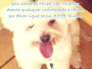 Cachorro raça Maltês idade 6 ou mais anos nome Lipe