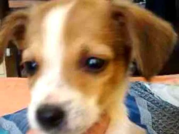 Cachorro ra a  idade 2 a 6 meses nome ..