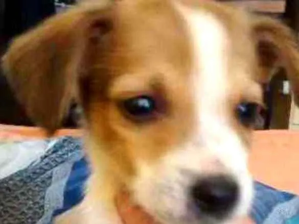 Cachorro ra a  idade 2 a 6 meses nome ..