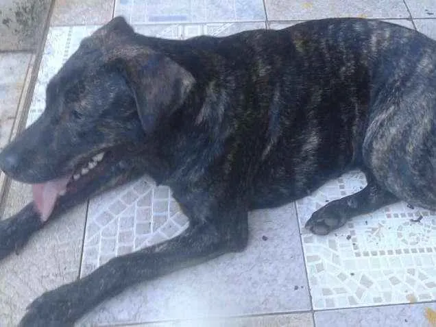 Cachorro ra a vira- lata idade 7 a 11 meses nome Mika