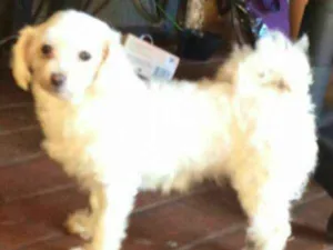 Cachorro raça Maltês idade 5 anos nome manuela GRATIFICA