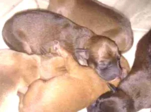 Cachorro raça  idade Abaixo de 2 meses nome Recém nascidos