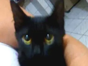 Gato raça  idade 2 a 6 meses nome BELLA