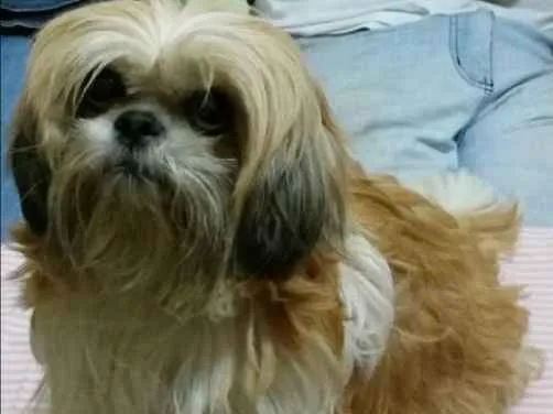 Cachorro ra a Shih tzu idade 5 anos nome Maytê GRATIFICA