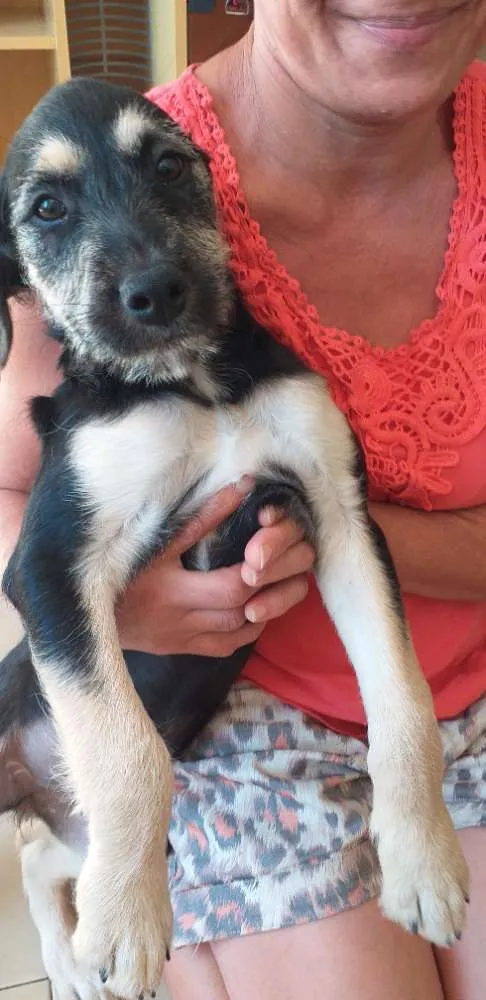 Cachorro ra a Puldo idade 2 a 6 meses nome Nana