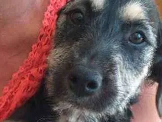 Cachorro ra a Puldo idade 2 a 6 meses nome Nana